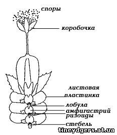 Реферат: Мохообразные